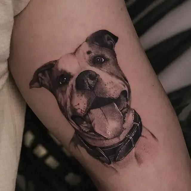 Tatuaje en blanco y negro de un American Staffordshire Terrier sonriente en un brazo, con collar.