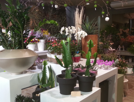 Roland Bruniquel : fleuriste à Béziers (34)