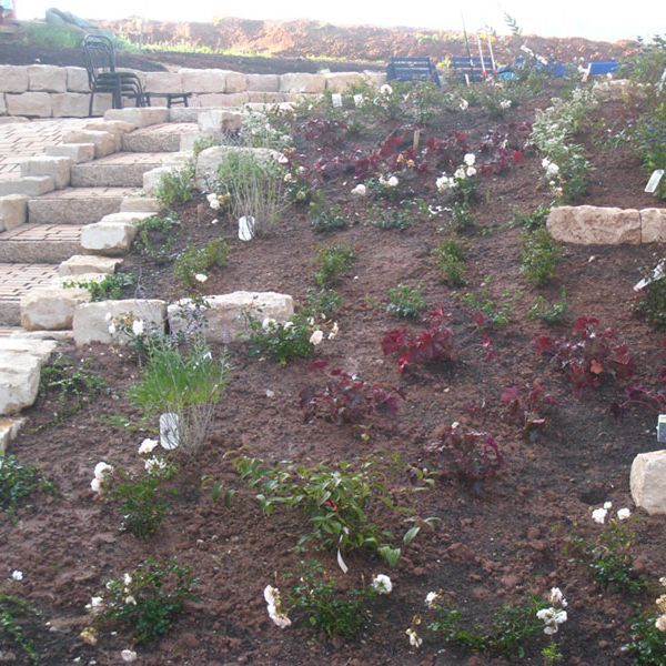 Rasen und Pflanzungen