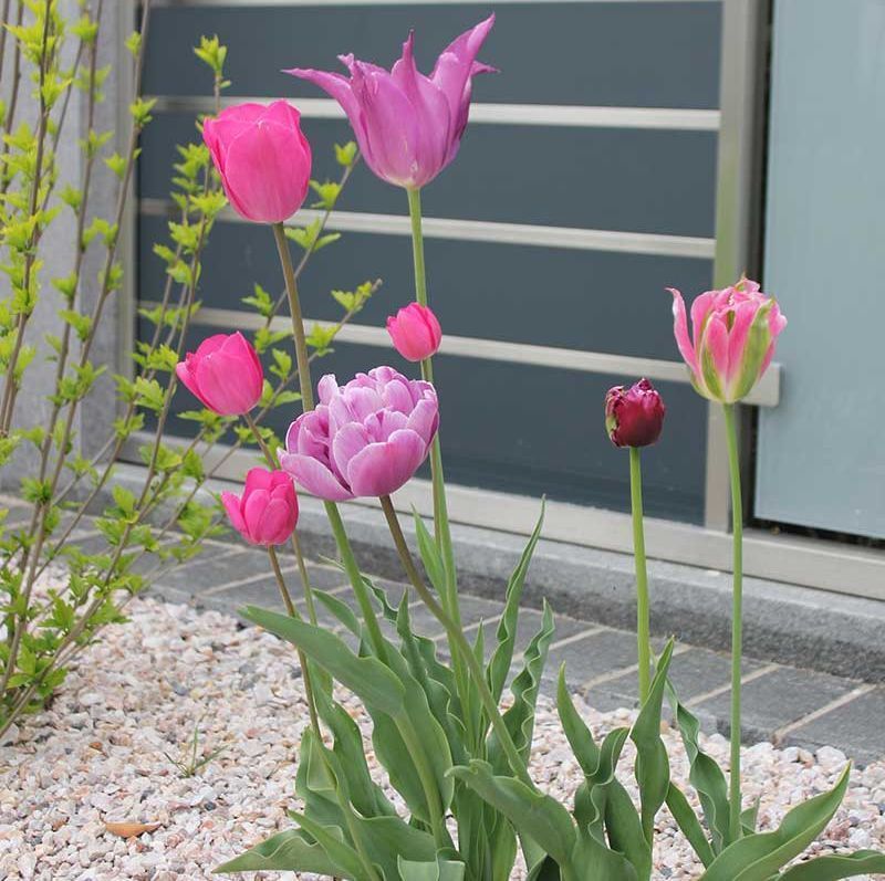 Rasen und Pflanzungen