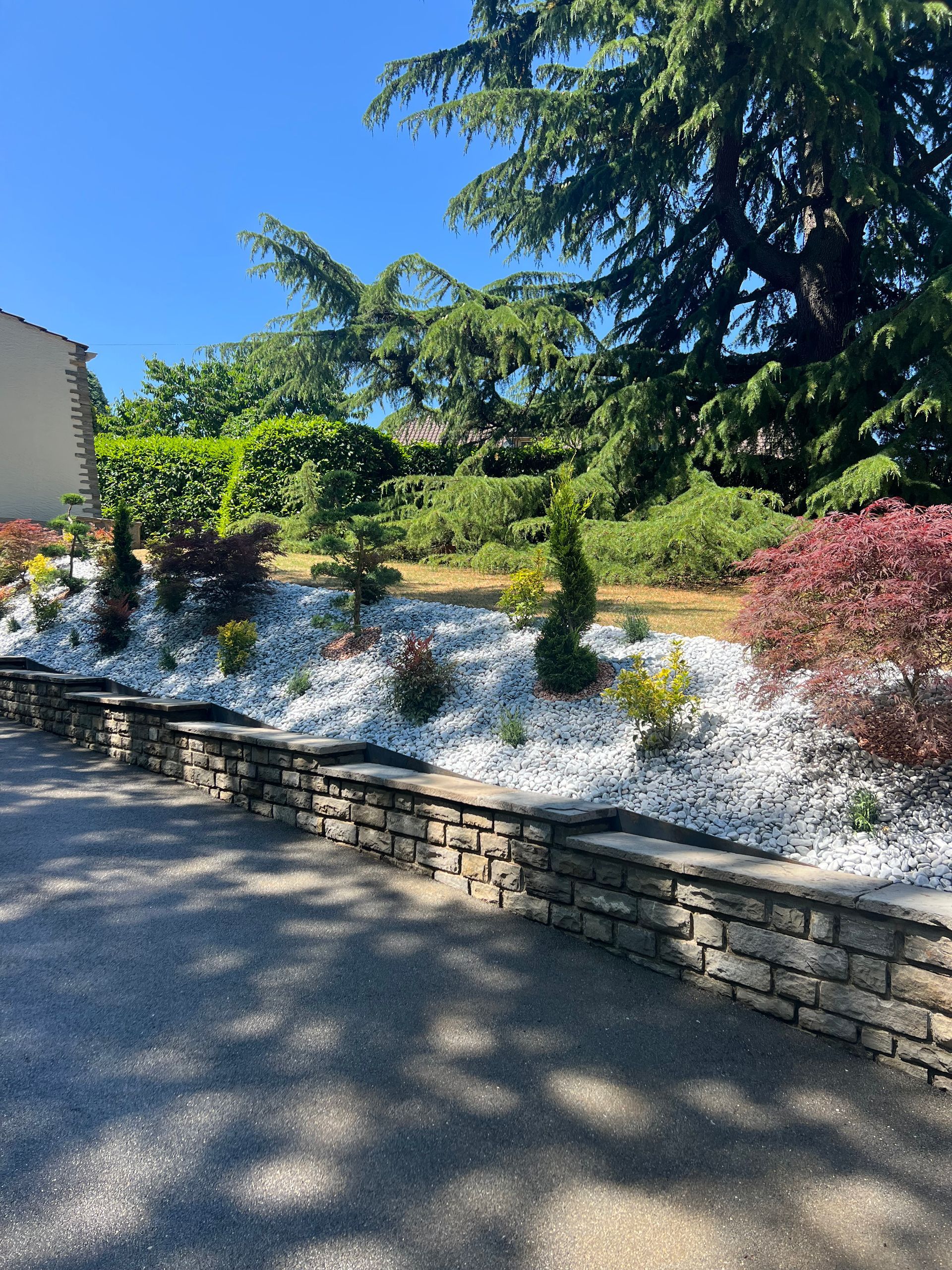 Un arbre dans un parc avec beaucoup de branches et de feuilles.