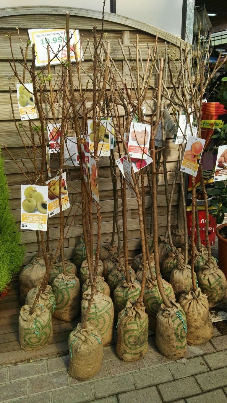 Un grupo de árboles sentados encima de una acera de ladrillos.