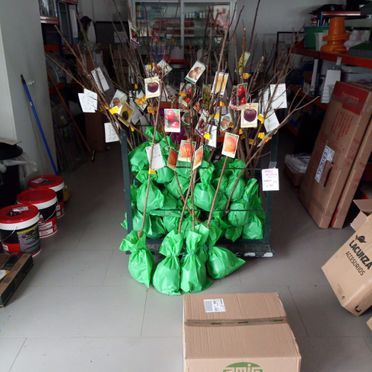 Un montón de árboles están sentados en una habitación al lado de cajas.