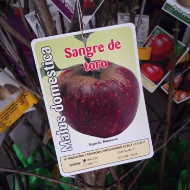 Una etiqueta con la imagen de una manzana dice Sangue de Toro