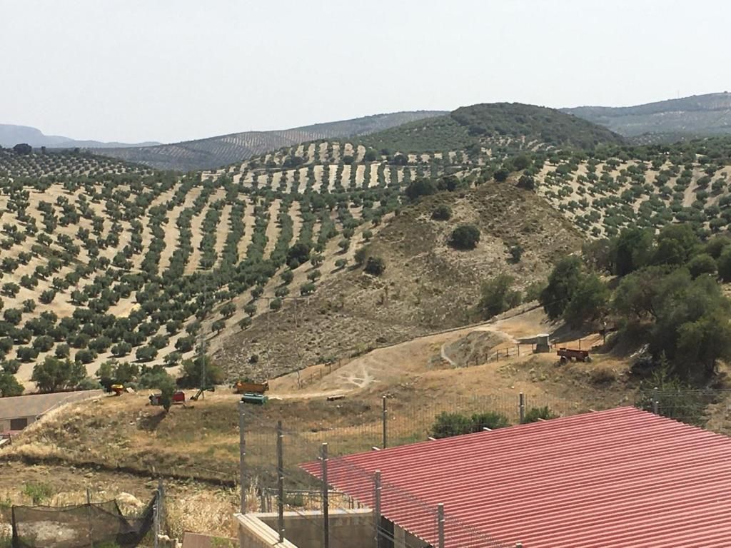 Olivares en colinas onduladas bajo un cielo brillante.