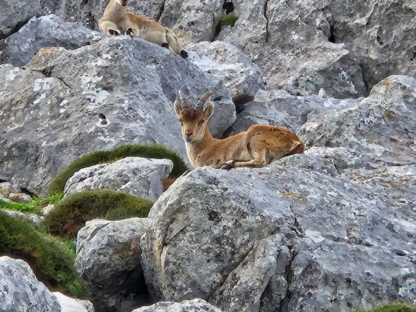 Dos cabras montesas descansan en una ladera rocosa. La más cercana es marrón y está tumbada. La otra está más arriba, también sobre rocas.