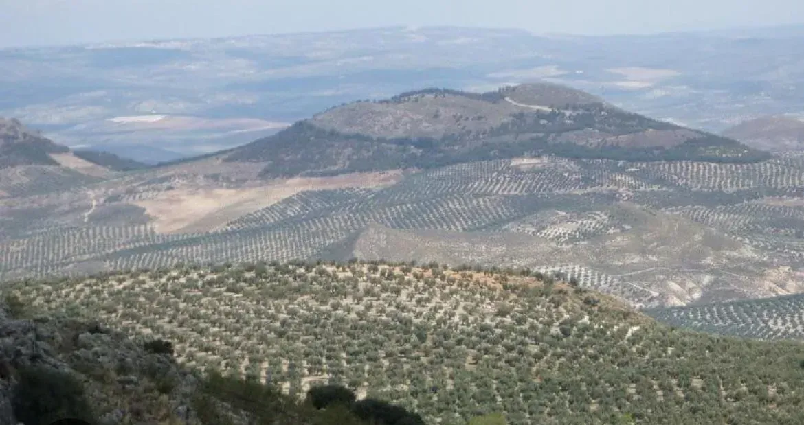 Colinas onduladas cubiertas de olivares y árboles con una cadena montañosa a lo lejos en un día brumoso.
