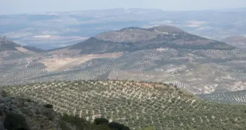 Colinas onduladas cubiertas de olivares y árboles con una cadena montañosa a lo lejos en un día brumoso.