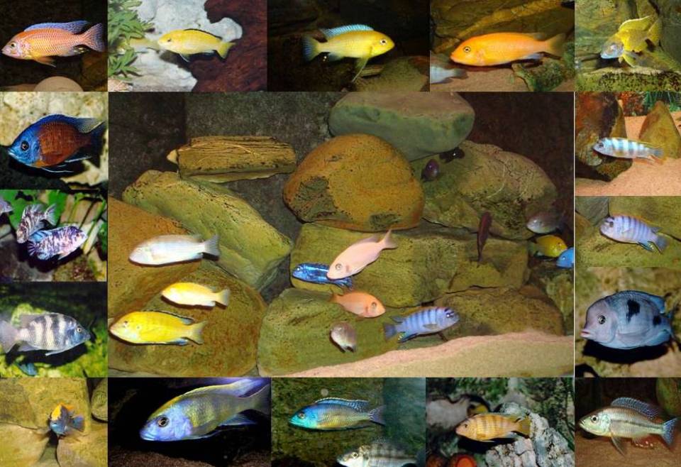 cichlids