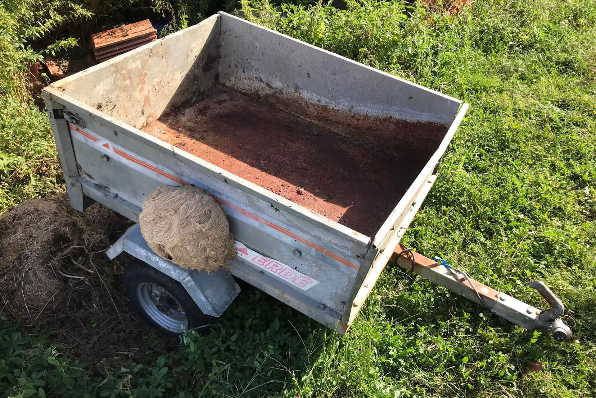 Photo : remorque avec nid de frelon asiatique.