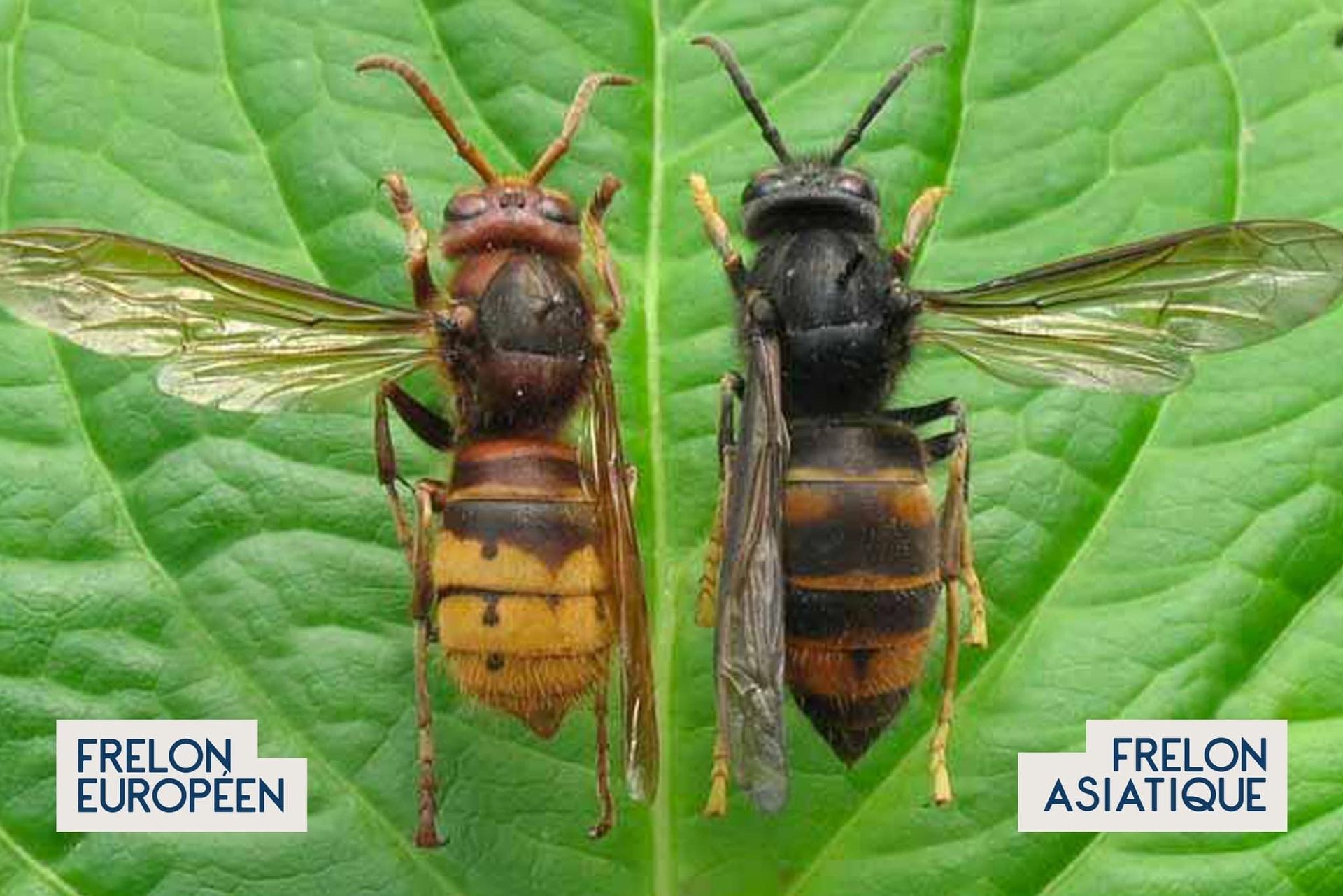 Photo : comparaison frelon et frelon asiatique.