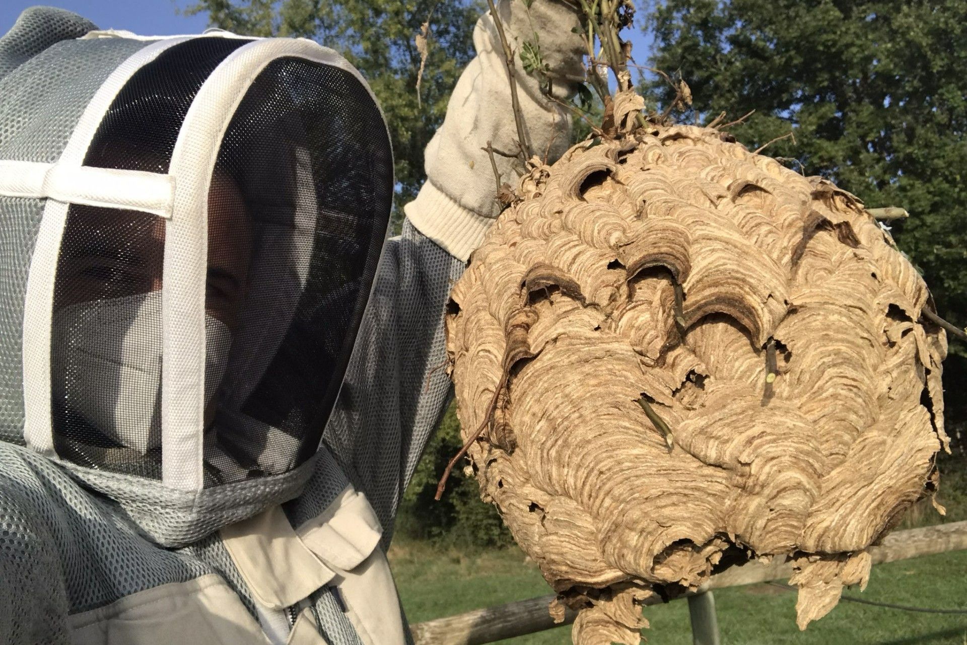 Photo : nid de frelon asiatique.