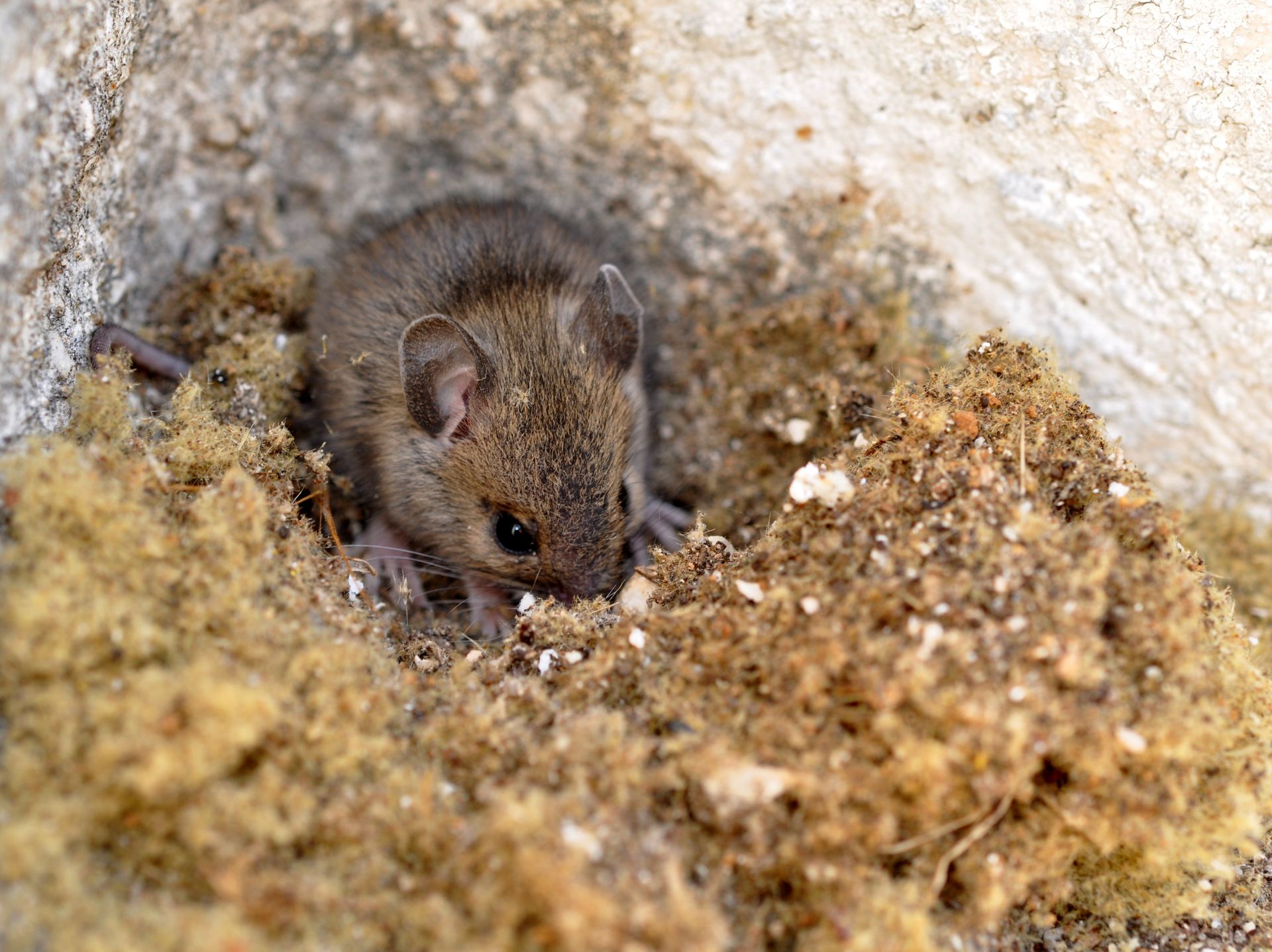 Souris dans un nid fait d'une matière brune et duveteuse, aménagé dans une crevasse de pierre.
