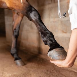 Cabinet Vétérinaire Estavet | soins des chevaux | La Broye