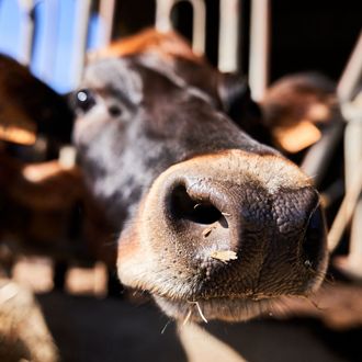 Cabinet Vétérinaire Estavet | soins vaches, moutons, chèvres, lamas, alpagas | La Broye