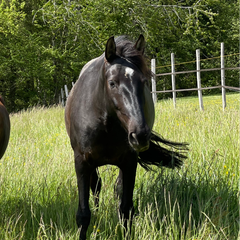 Cabinet Vétérinaire Estavet | soins des chevaux | La Broye