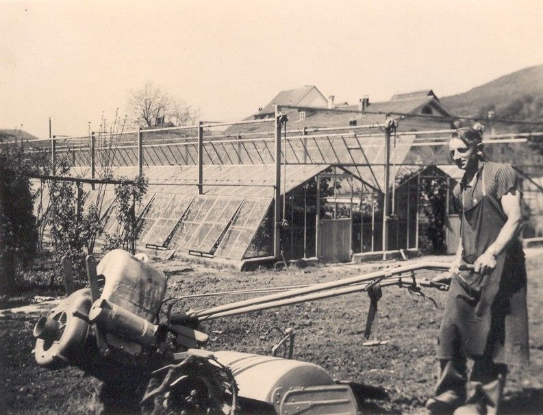 Bodenbearbeitung 1940, im Hintergrund die ersten Gewächshäuser mit Hagelnetzen