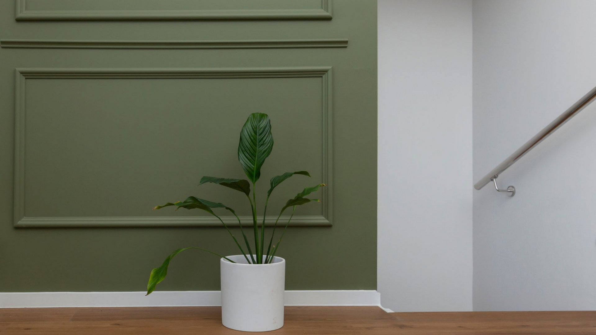 Une plante en pot aux feuilles vert foncé, dans un cache-pot blanc, est placée contre un mur orné de moulures vert olive.