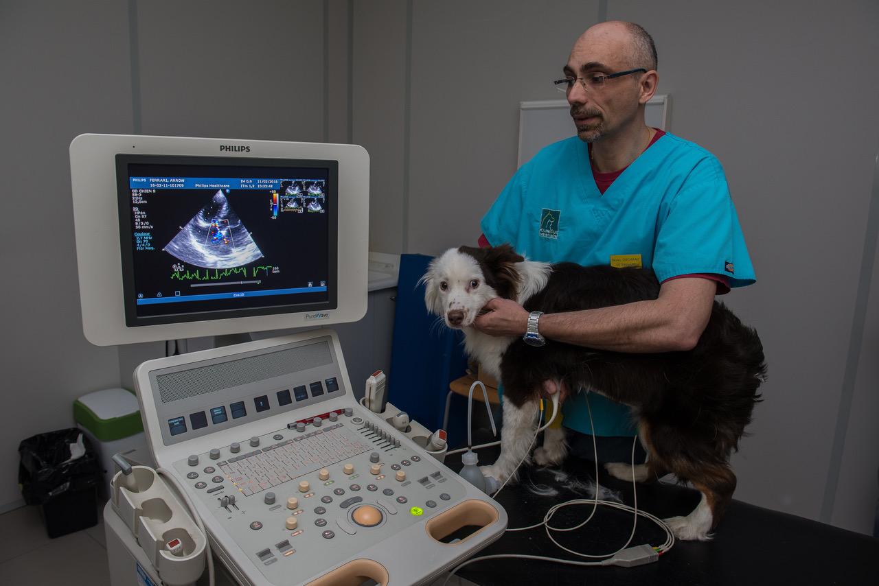 Clinique Vétérinaire Des Ducs De Bourgogne Avis