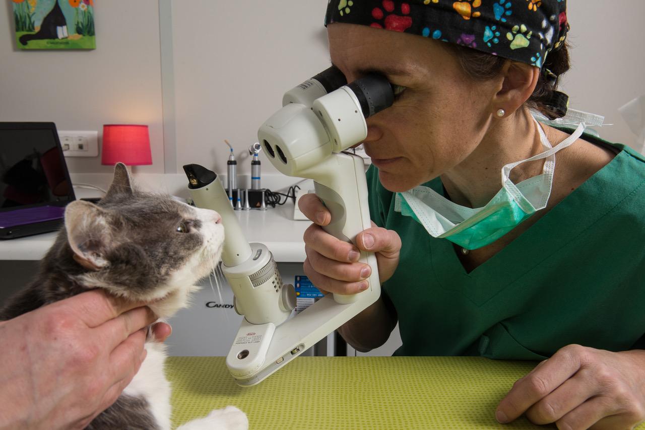 Clinique Vétérinaire Des Ducs De Bourgogne Avis