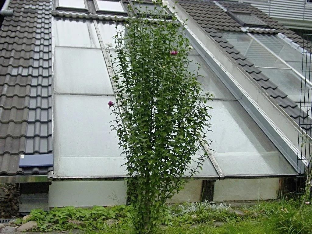 Ein Baum wächst an der Seite eines Gebäudes