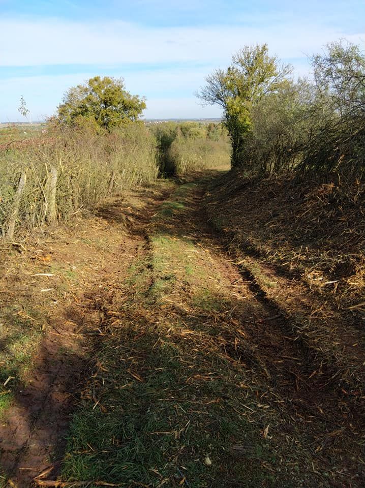 Un étroit chemin de terre serpentant entre des haies herbeuses sous un ciel d'un bleu limpide.