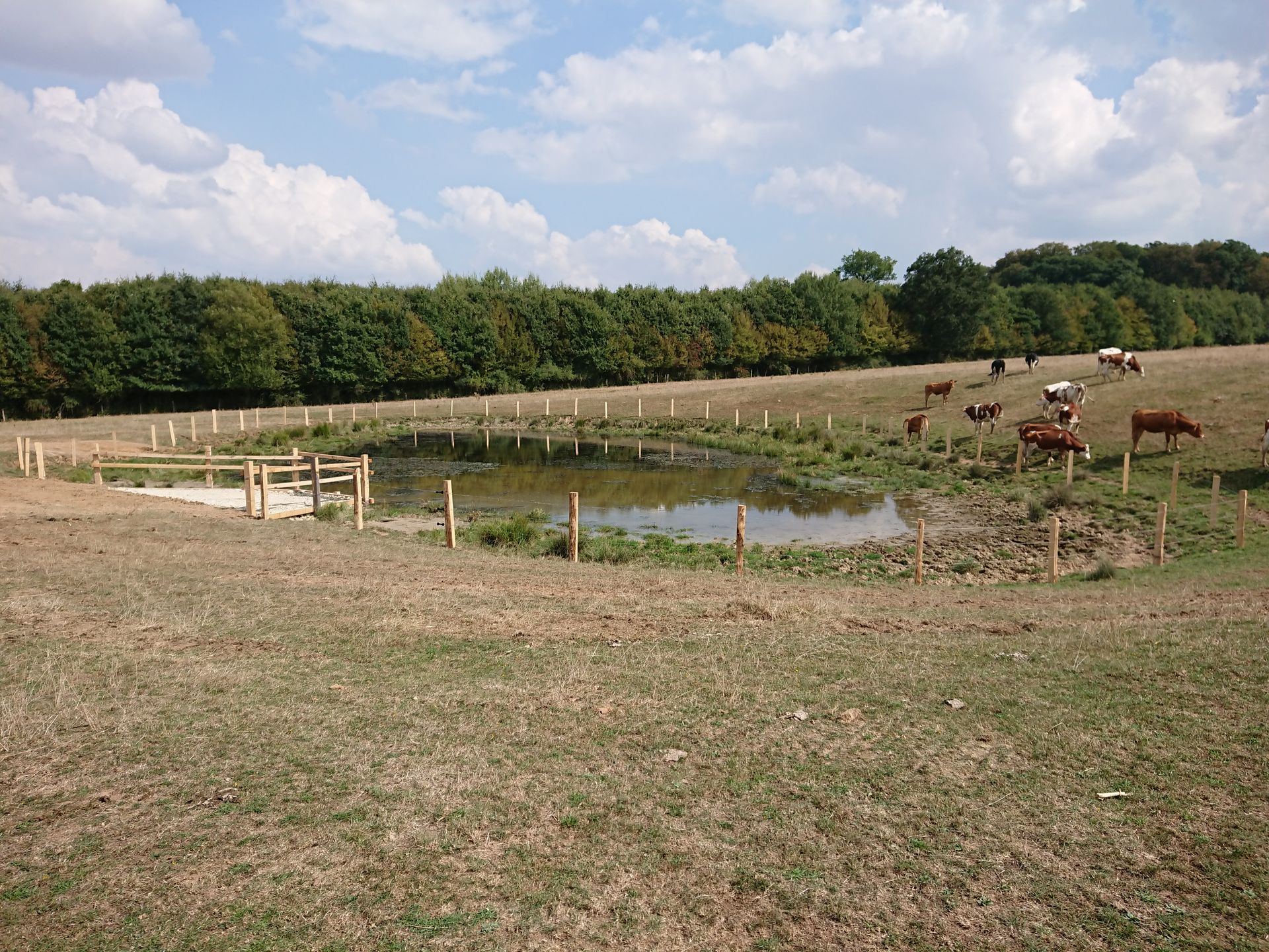 Pâturage ouvert avec un petit étang, des poteaux de clôture et des vaches qui paissent sous un ciel nuageux.