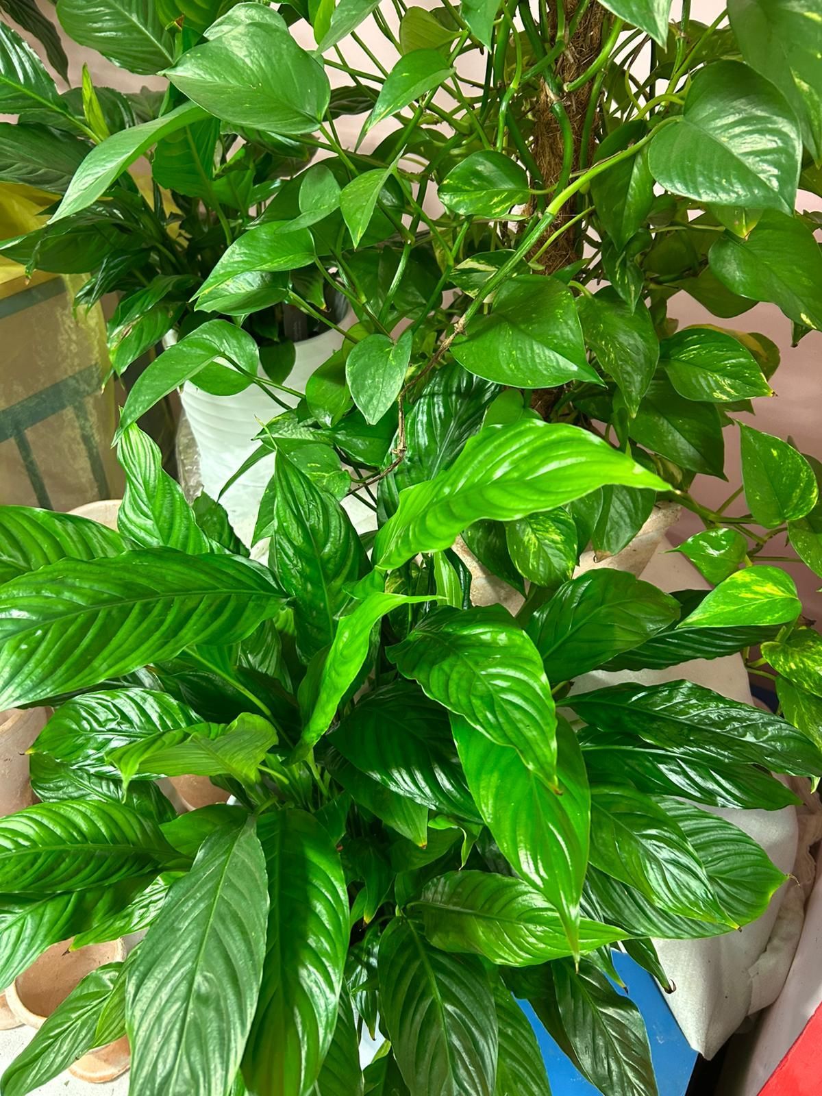 Grüne Zimmerpflanze vor einer Auswahl an mehreren Pflanzen in einem Blumenladen