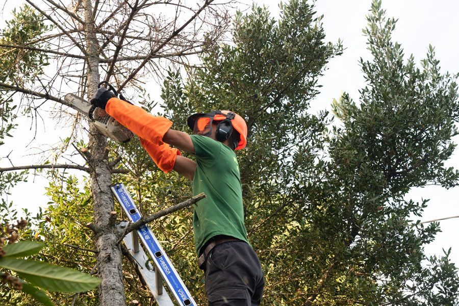Une personne sur une échelle qui coupe un arbre