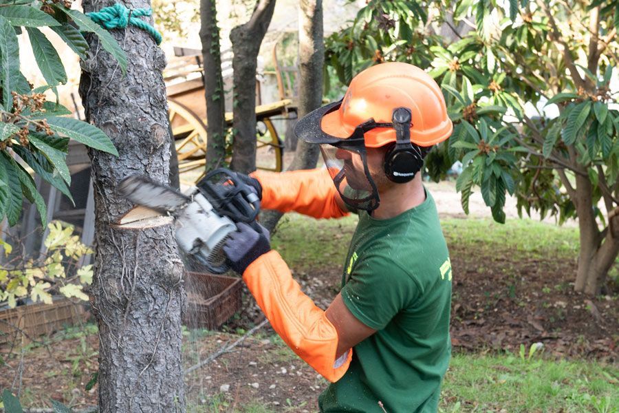 Une personne qui abat un arbre