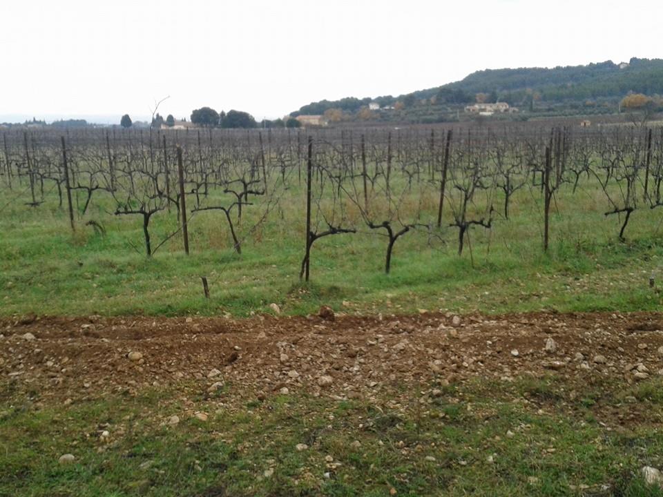 Irrigation pour les vignes