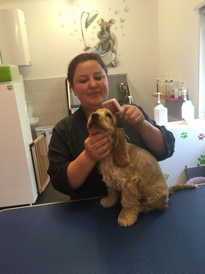 Hundefriseurin - Hundesalon Che Bello in Binningen