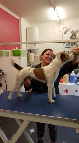 Hunde Coiffeur - Hundesalon Che Bello in Binningen