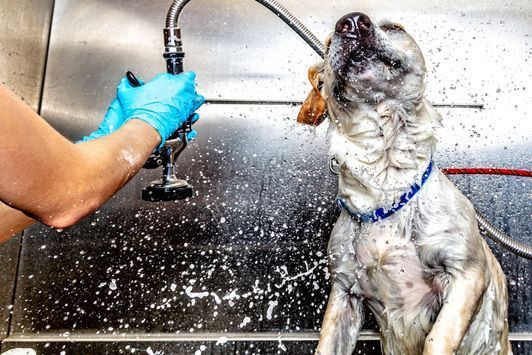 Hunde Waschen - Hundesalon Che Bello in Binningen