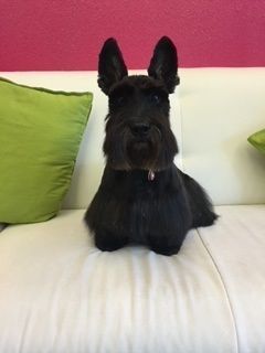 Hundepflege - Hundesalon Che Bello in Binningen