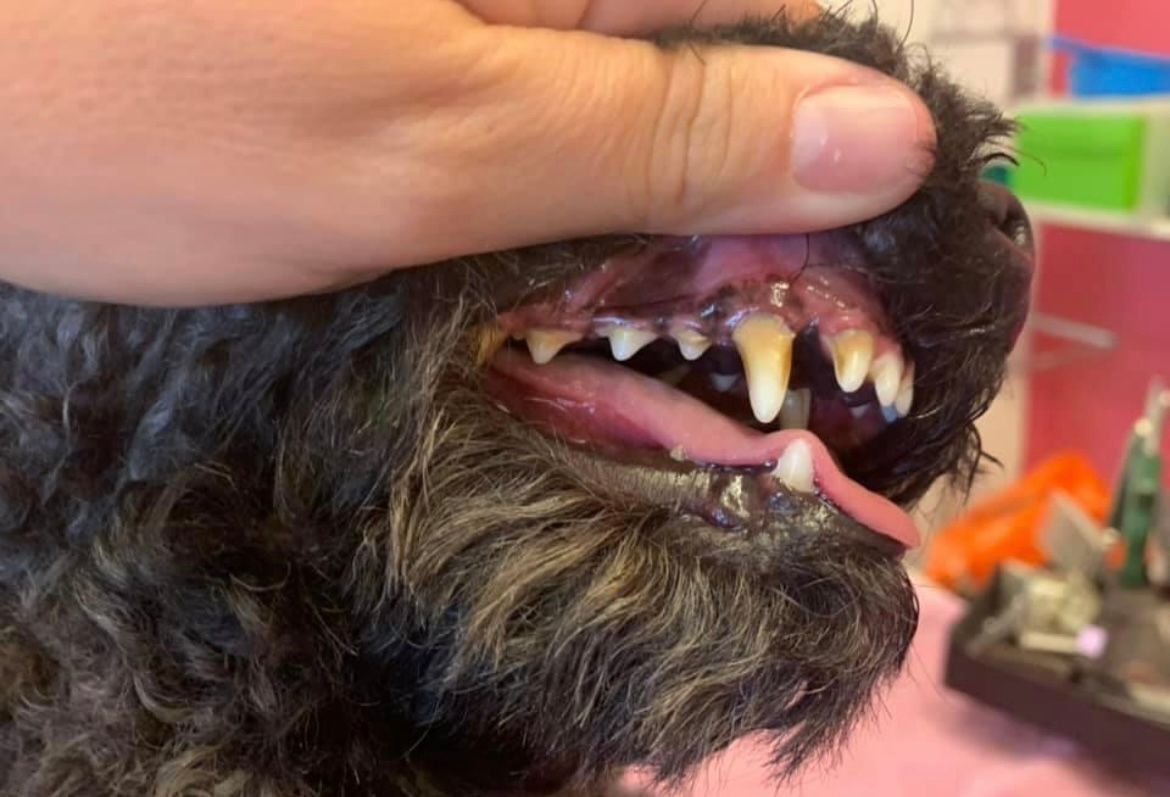 Zahnstein entfernen - Hundesalon Che Bello in Binningen