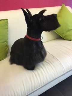 Hundepflege - Hundesalon Che Bello in Binningen