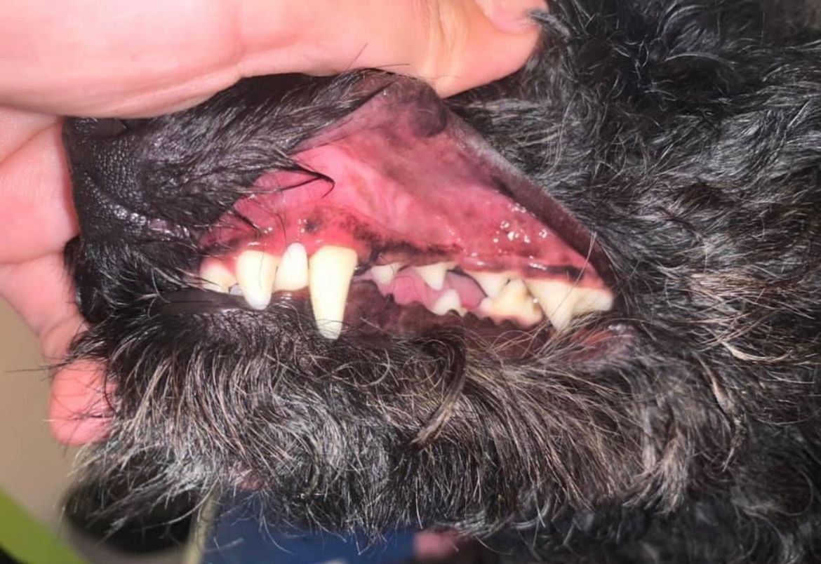 Zahnstein entfernen - Hundesalon Che Bello in Binningen