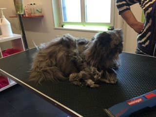 Hundepflege - Hundesalon Che Bello in Binningen