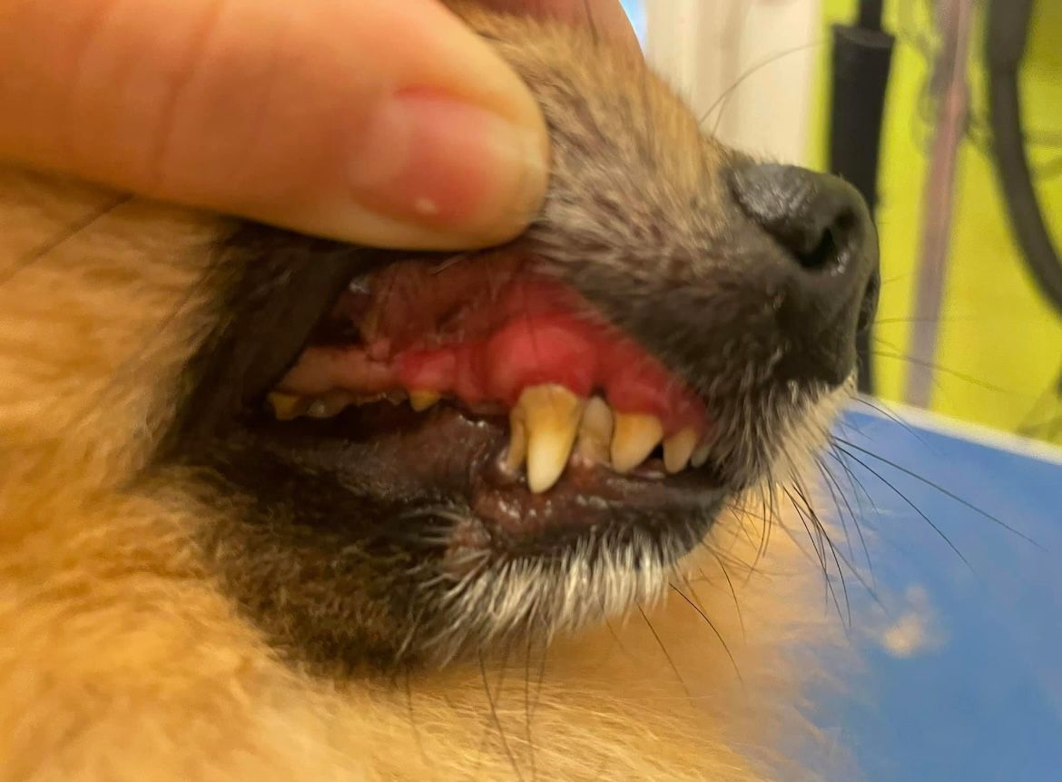 Zahnstein entfernen - Hundesalon Che Bello in Binningen