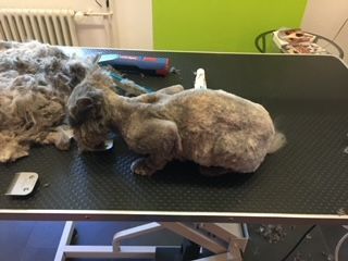 Hundepflege - Hundesalon Che Bello in Binningen