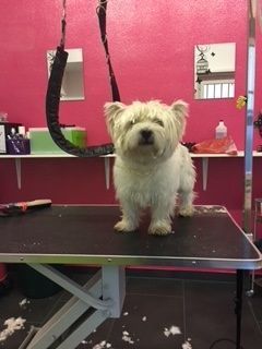 Hundepflege - Hundesalon Che Bello in Binningen