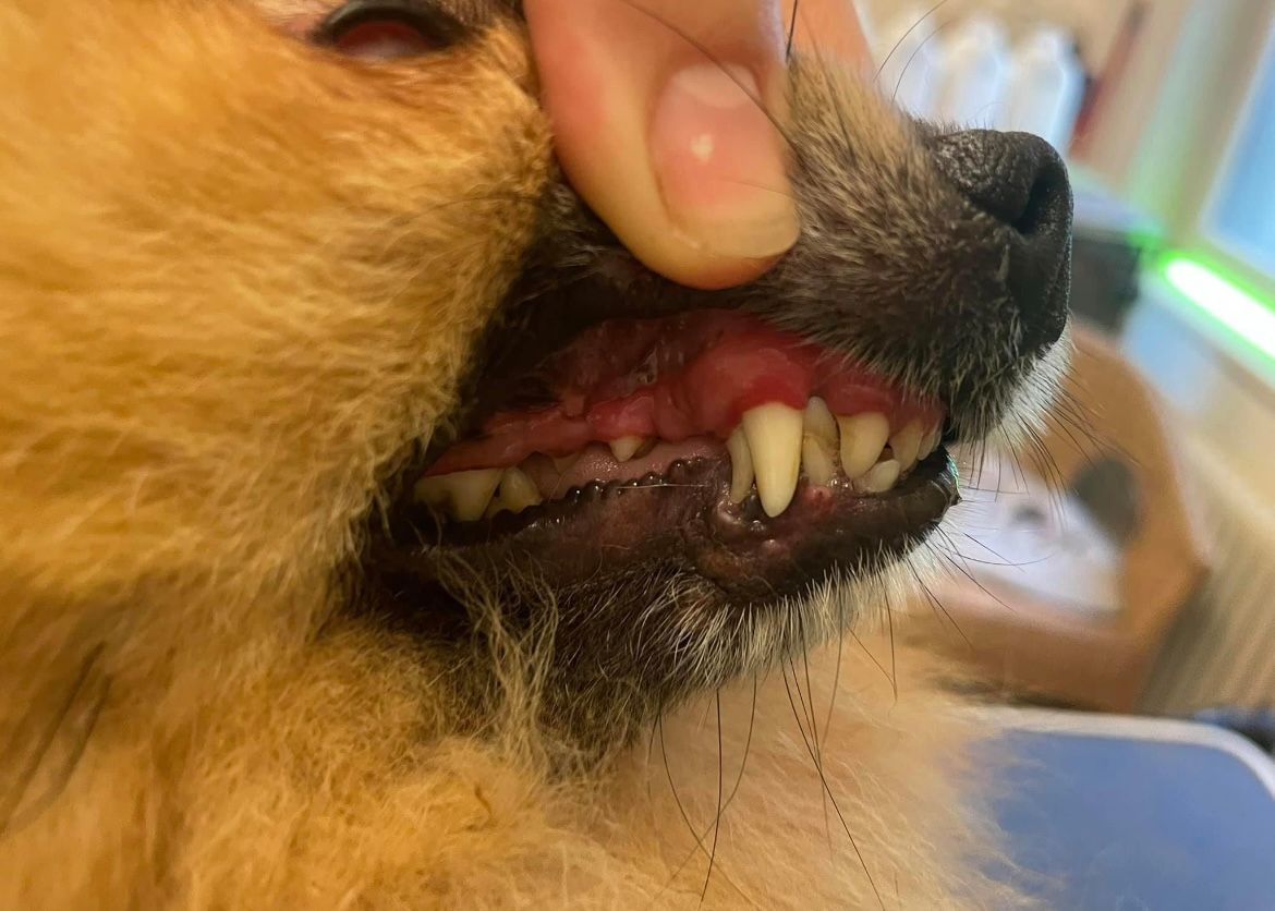 Zahnstein entfernen - Hundesalon Che Bello in Binningen