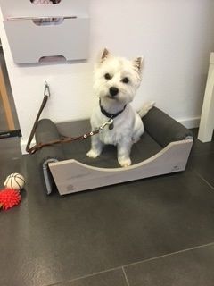 Hundepflege - Hundesalon Che Bello in Binningen