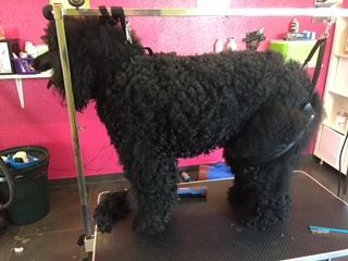 Hundepflege - Hundesalon Che Bello in Binningen