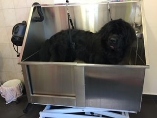 Hundepflege - Hundesalon Che Bello in Binningen