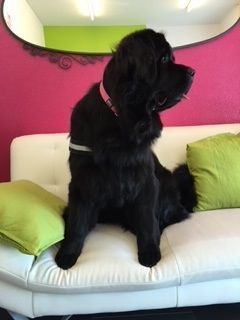 Hundepflege - Hundesalon Che Bello in Binningen