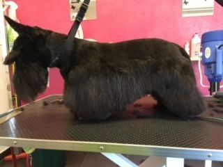 Hundepflege - Hundesalon Che Bello in Binningen