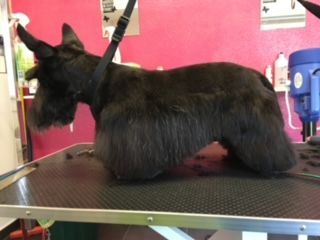 Hundepflege - Hundesalon Che Bello in Binningen