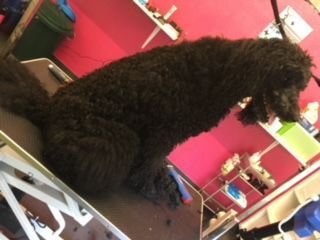 Hundepflege - Hundesalon Che Bello in Binningen